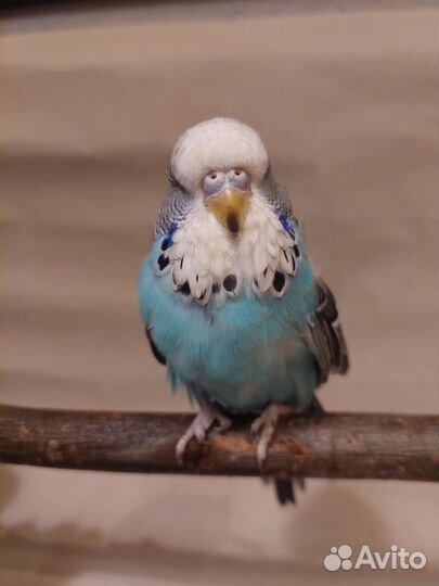 Самочка чеха