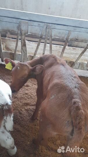 Бычки бесплатная доставка