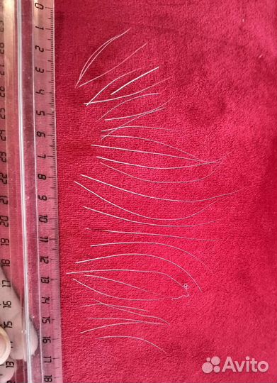 Усы кота, брови кота, вибриссы кота