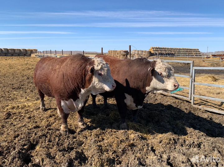 Бычки Герефорд средний вес 700 кг