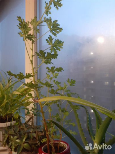 Герань душистая