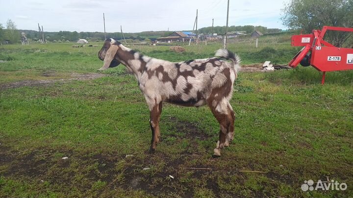 Овцы 2шт, нубийские козочки, нубийский козлик