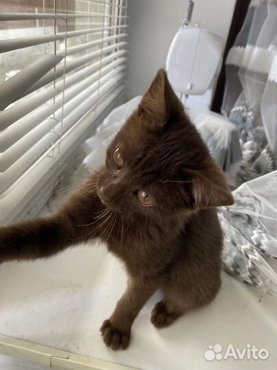 Котенок в дар