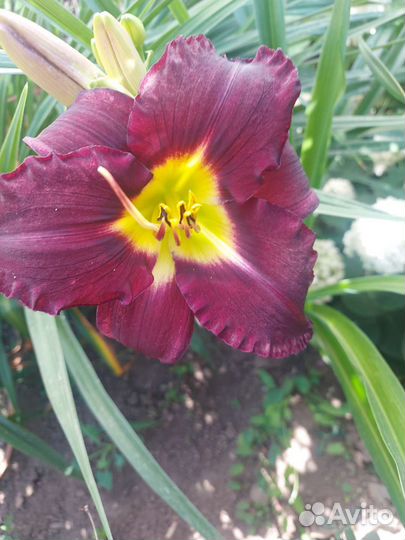 Лилейники сортовые