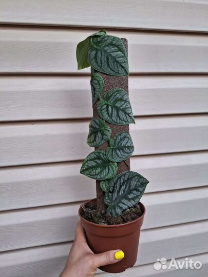 Монстера Дубиа