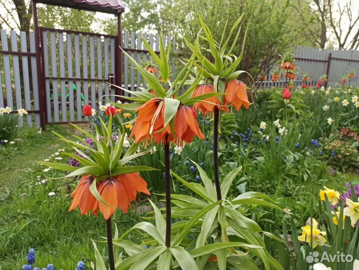 Рябчик императорский