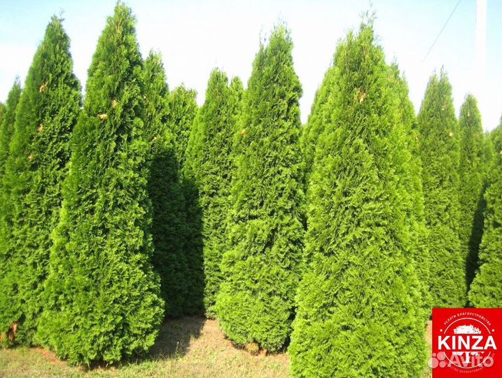 Туйки смарагд хорошие красивые