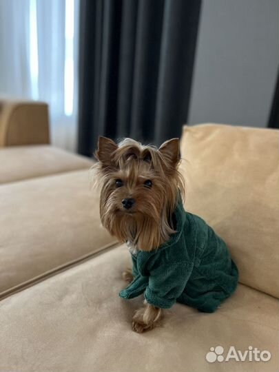 Халаты для собак