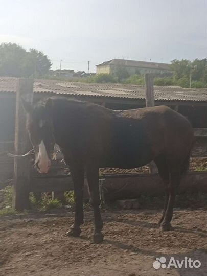 Продам лошадь