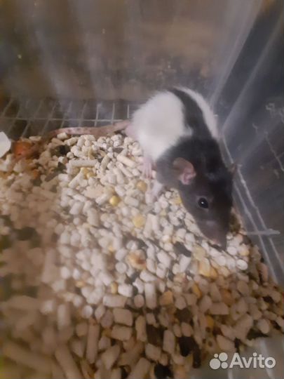 Крысята дамбо