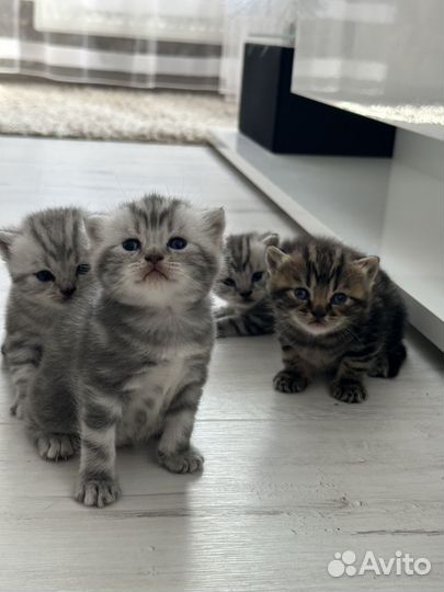 Шотландские котята