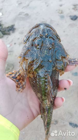 Черви выползки