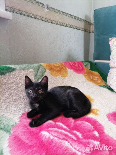 Кошка в дар