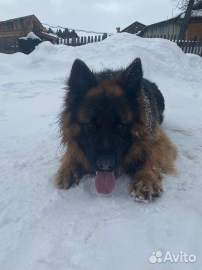 Немецкая овчарка.вязка.Кобель