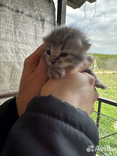 Британские котята