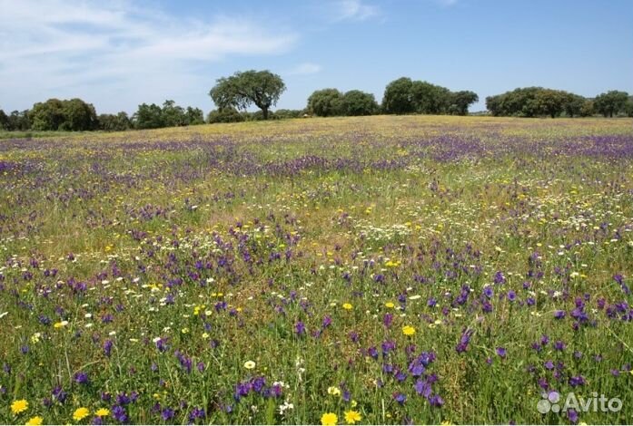 2023 года Мед натуральный опт