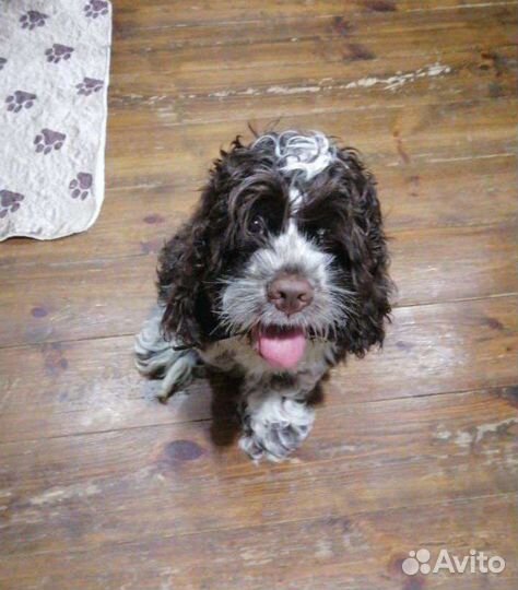 Найдена собака спаниель