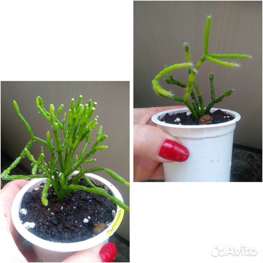 Кактусы и суккуленты