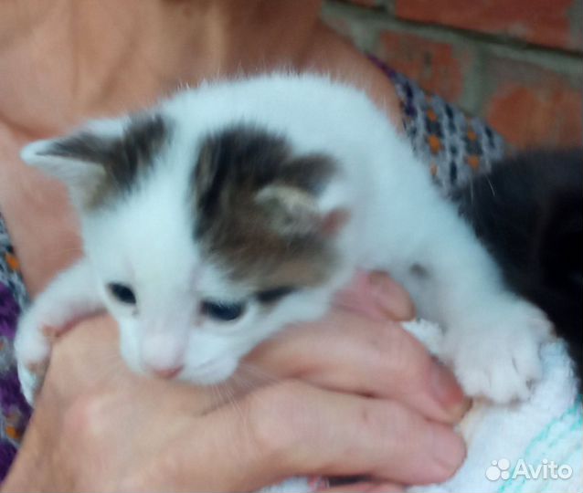 Котята в добрые руки