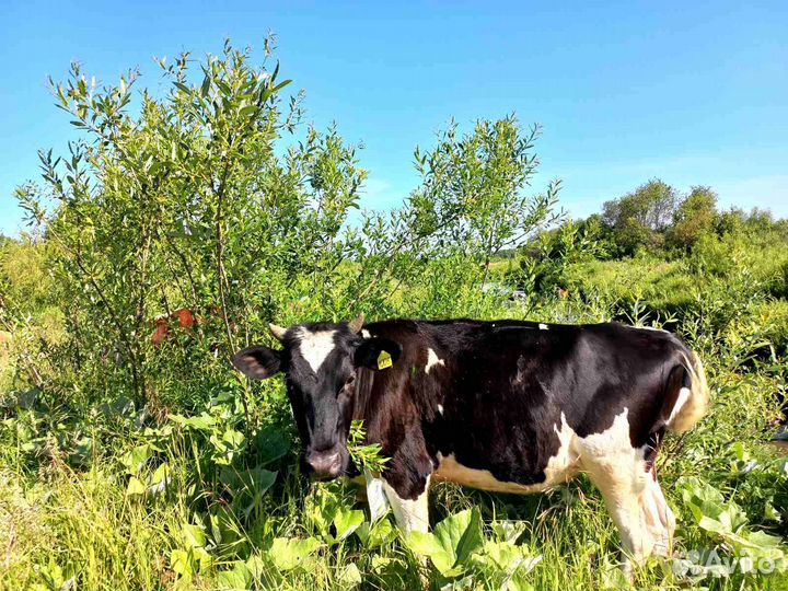 Продам телок