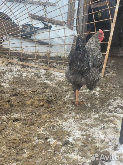 Петух молодые