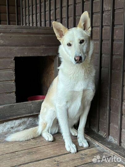 Собака в добрые руки, щенок в дар