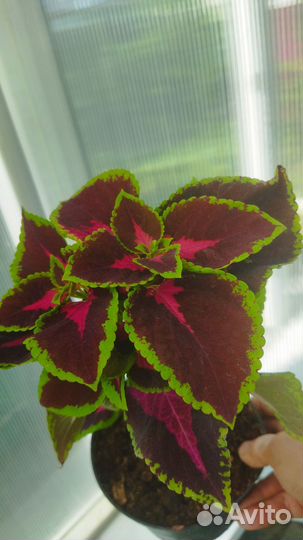 Колеусы вегетативные