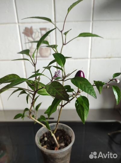 Горький перец