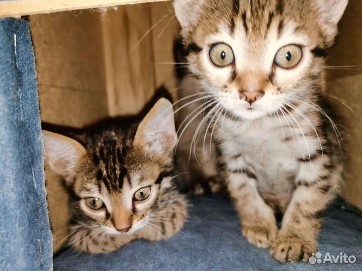 Кошка в дар бесплатно