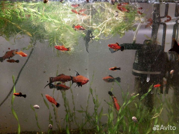 Рыбки меченосцы