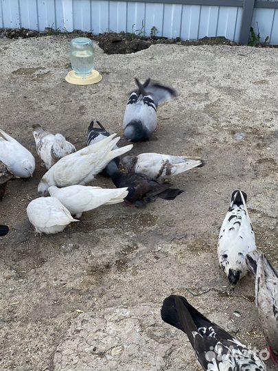 Продажа голубей