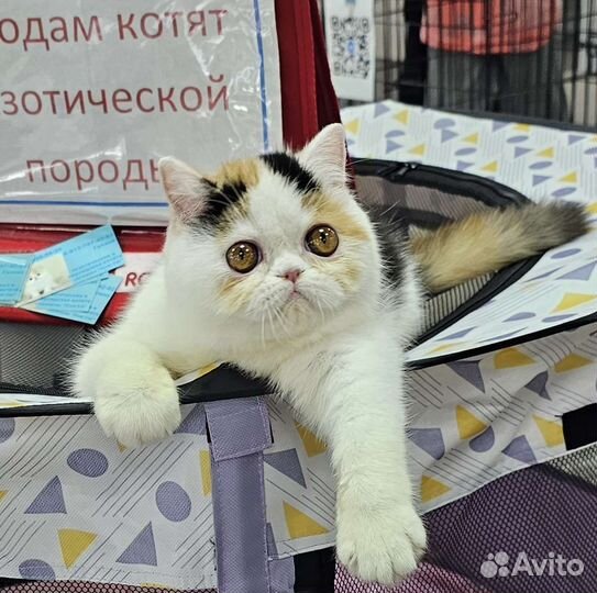 Экзотическая девочка