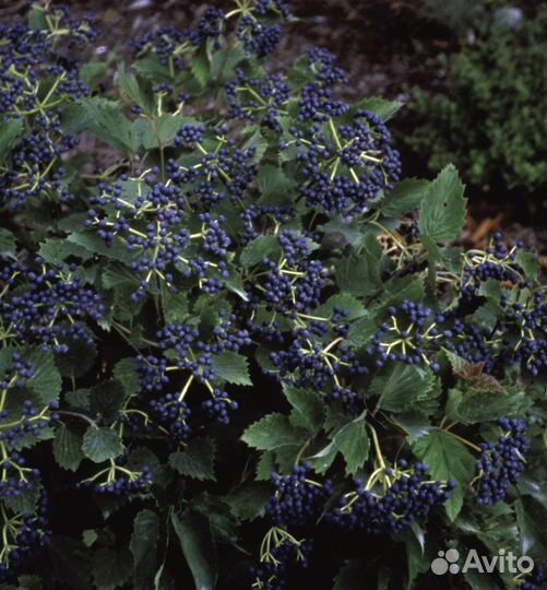 Калина зубчатая Блю Маффин