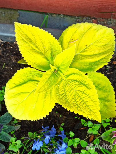 Яркие колеусы