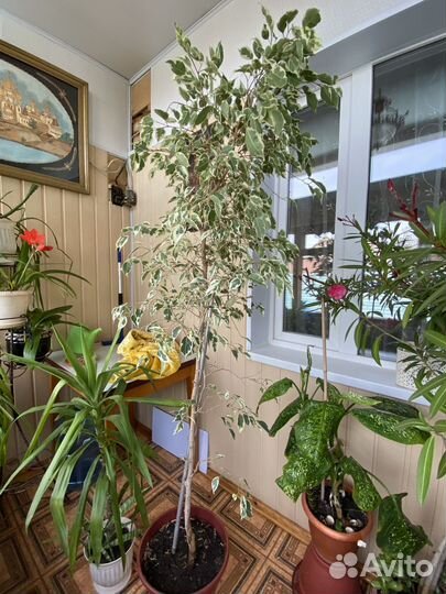 Фикус бенджамина