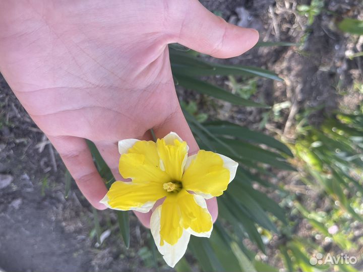 Луковицы нарциссов