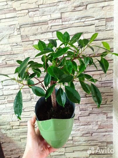 Фикус бонсай