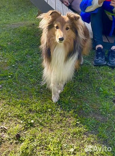 Шелти вязка