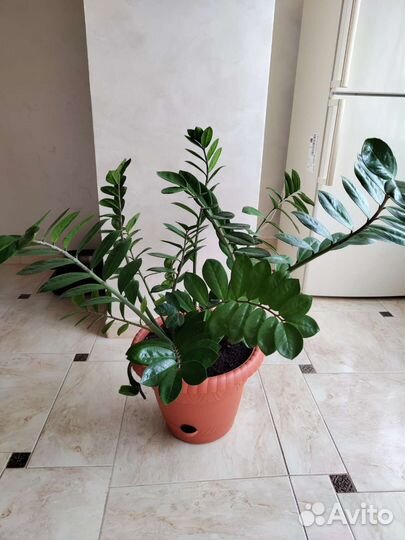 Замиокулькас