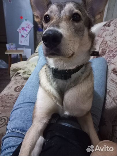 Собака в добрые руки