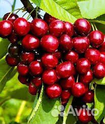 Саженцы черешни и вишни