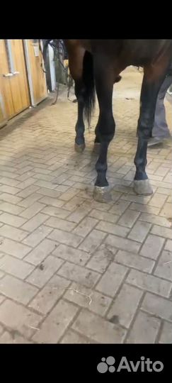 Мерин,жеребцы,жеребята рысаки иноходцы