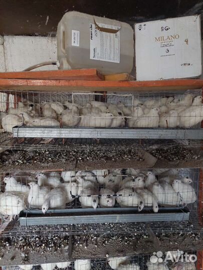 Перепела белый гигант. Яйцо. Мясо