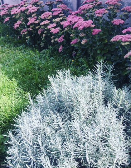 Многолетние садовые растения