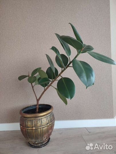 Фикус с кашпо