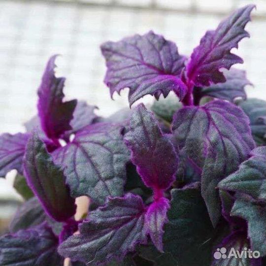 Гинура Aurantiaca Purple Passion