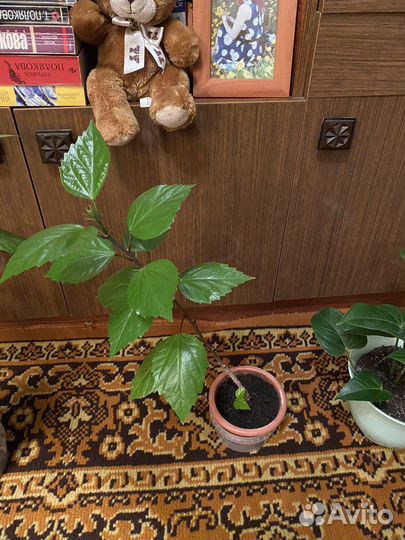 Продам цветы комнатные