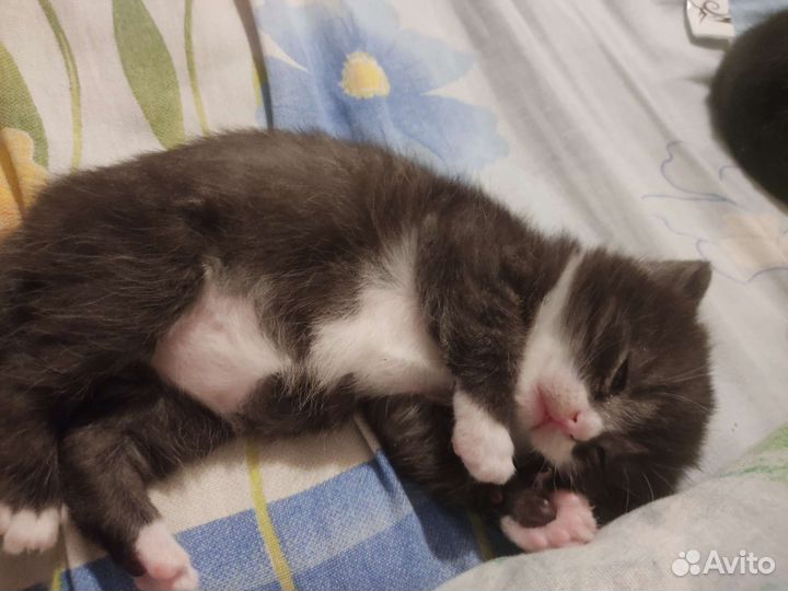 Вислоухие котята