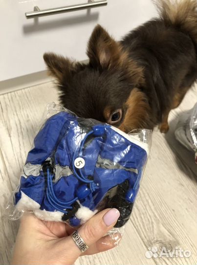 Одежда для собак