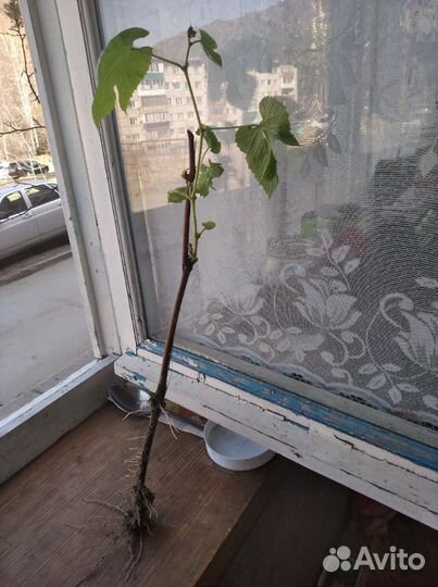 Укоренённые черенки винограда